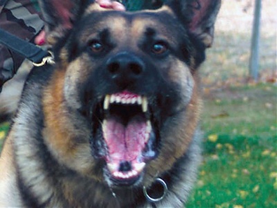 Asesoría Gratuita con los Mejores Abogados Cercas de Mí de Lesiones por Mordidas de Perro o Mascotas en San Diego California